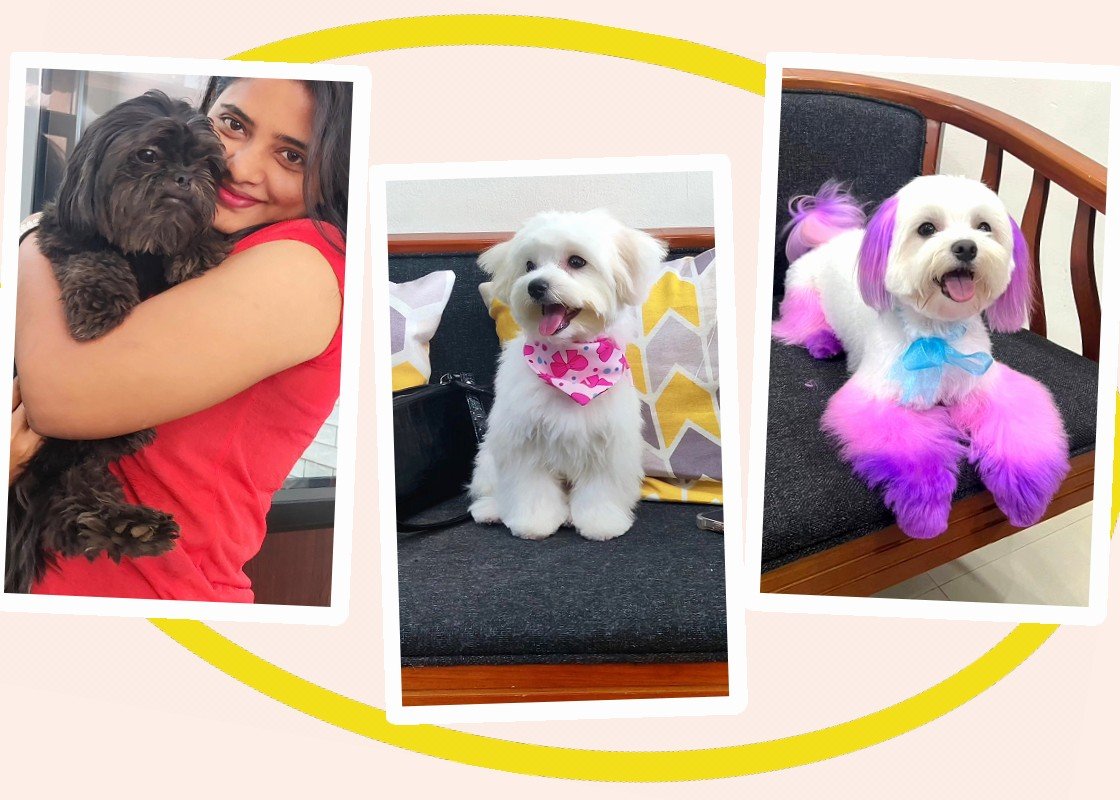 Dogs and cats groomed at Woof Magic Spa