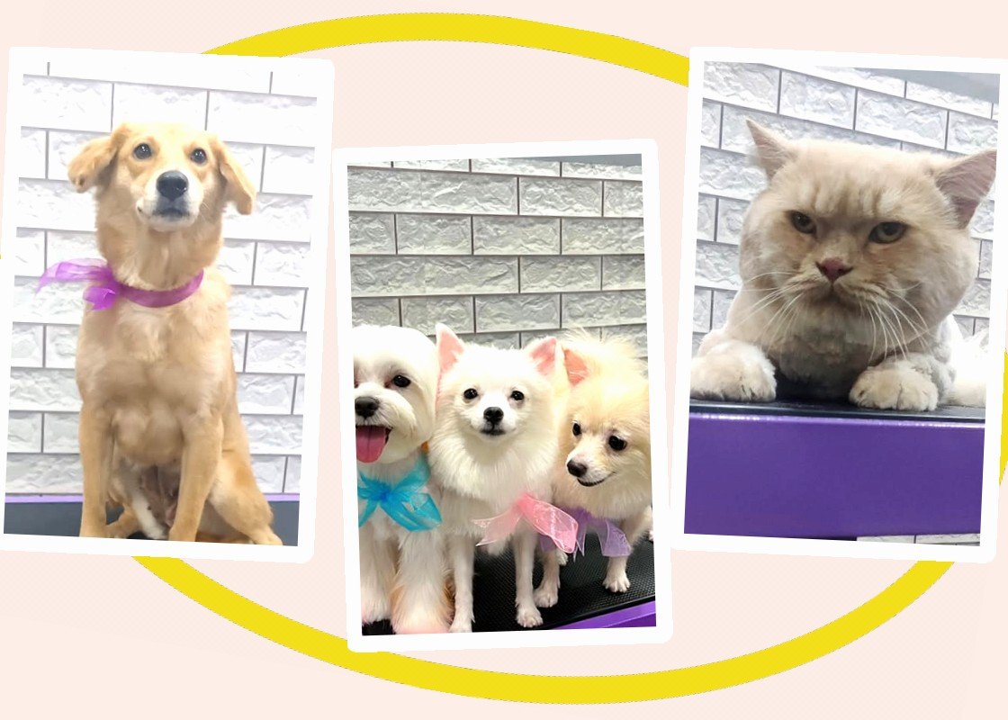 Dogs and cats groomed at Woof Magic Spa